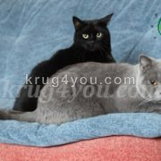 Черный и серый коты на подушке